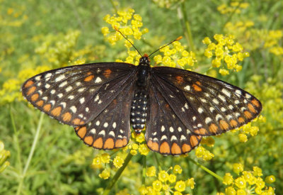 Euphydryas phaeton; Baltimore Checkerspot; female