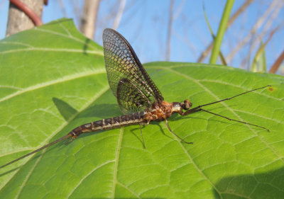 Hexagenia bilineata; Common Burrower Mayfly species; male