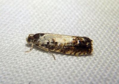 3419 - Pammene felicitana; Tortricid Moth species
