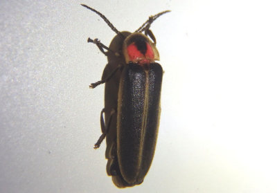 Photinus Firefly species