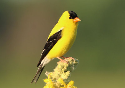 American Goldfinch; breeding male