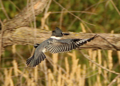 Belted Kingfisher; juvenile male