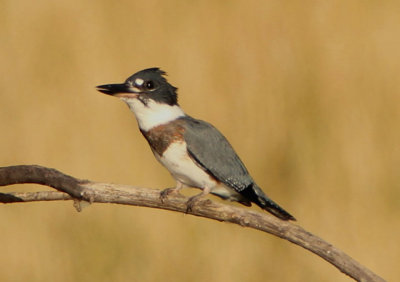 Belted Kingfisher; juvenile male