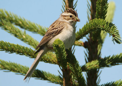 Clay-colored Sparrow