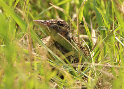 Eastern Meadowlark; fledgling