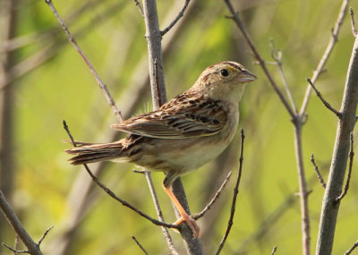 Grasshopper Sparrow