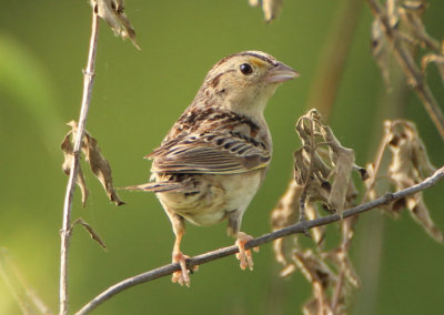 Grasshopper Sparrow