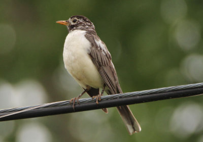 American Robin; leucistic