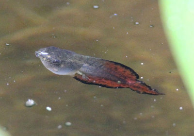 Gray/Cope's Treefrog tadpole