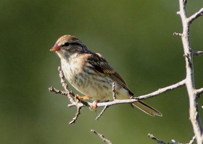Chipping Sparrow; immature