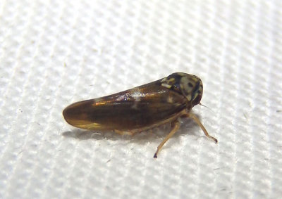 Agalliopsis cervina; Leafhopper species