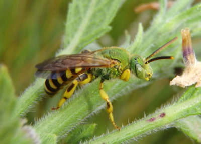 Agapostemon splendens; Metallic Green Bee species; male