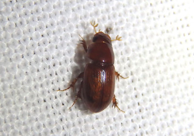 Alloblackburneus Aphodiine Dung Beetle species