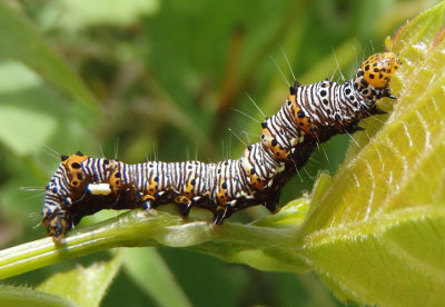9314 - Alypia octomaculata; Eight-spotted Forester caterpillar