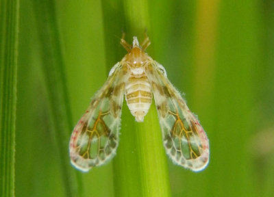 Planthoppers