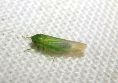 Balclutha impicta; Leafhopper species