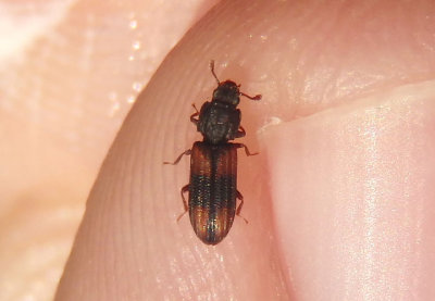 Bitoma crenata; Cylindrical Bark Beetle species; exotic