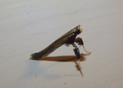 0633 - Caloptilia sassafrasella; Sassafras Caloptilia Moth