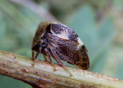 Ceresa diceros; Two-horned Treehopper