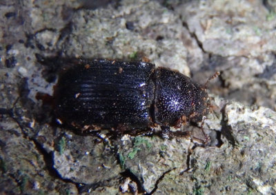 Ceruchus piceus; Stag Beetle species; female