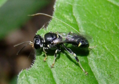 Clitemnestra bipunctata; Sand Wasp species