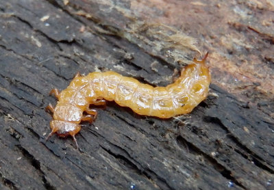 Cucujus clavipes; Red Flat Bark Beetle larva