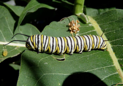 Danaus plexippus; Monarch caterpillar