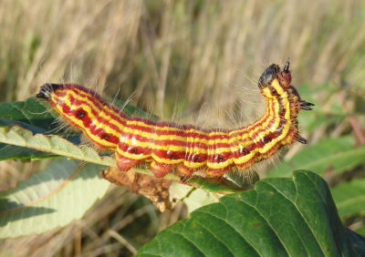 7908 - Datana perspicua; Spotted Datana caterpillar