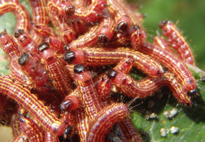 7908 - Datana perspicua; Spotted Datana caterpillars