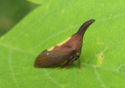 Enchenopa binotata; Two-marked Treehopper