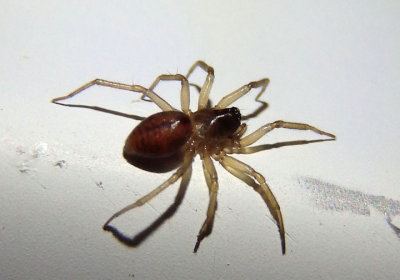 Grammonota Dwarf Spider species