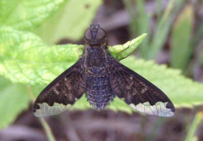 Hemipenthes sinuosa; Sinuous Bee Fly