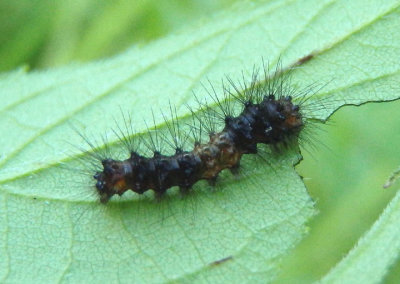 8146 - Hypercompe scribonia; Giant Leopard Moth caterpillar; early instar