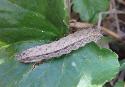 10397 - Lacinipolia renigera; Bristly Cutworm caterpillar