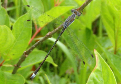 Lestes forcipatus; Sweetflag Spreadwing; young male