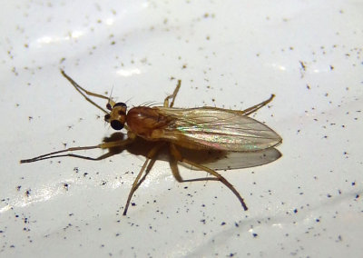 Lonchoptera bifurcata; Pointed-wing Fly species; female