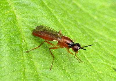 Loxocera cylindrica; Rust Fly species