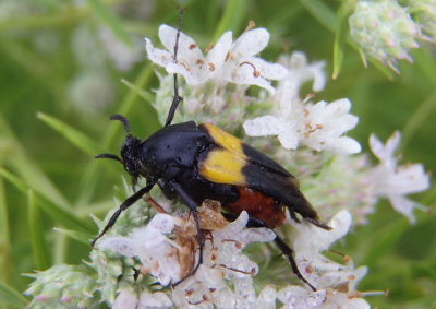 Macrosiagon flavipennis; Wedge-shaped Beetle species