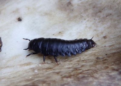 Necrophila americana; American Carrion Beetle larva
