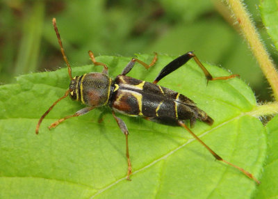 Neoclytus mucronatus; Long-horned Beetle species