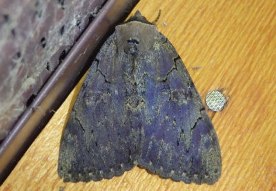 8832 - Catocala cara; Darling Underwing Moth
