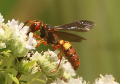 Square-headed Wasps and Relatives