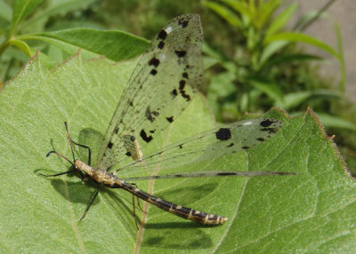 Dendroleon obsoletus; Spotted-winged Antlion