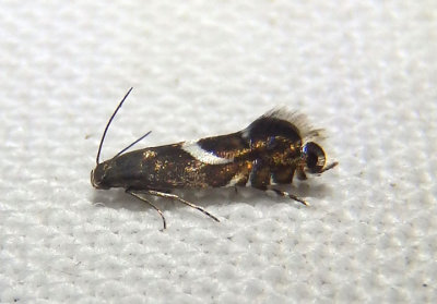 2346 - Diploschizia impigritella; Yellow Nutsedge Moth