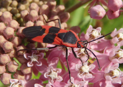 Oncopeltus fasciatus; Large Milkweed Bug