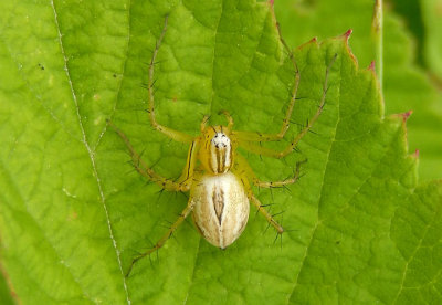 Oxyopes salticus; Striped Lynx; female
