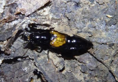 Oxyporus rufipennis; Cross-toothed Rove Beetle species