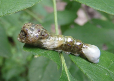 Papilio cresphontes; Eastern Giant Swallowtail caterpillar