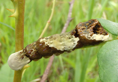 Papilio cresphontes; Eastern Giant Swallowtail caterpillar