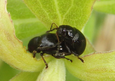 Paria Leaf Beetle species